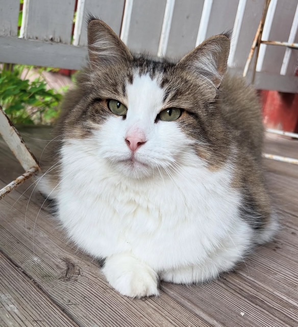 Sibirisk katt Hubble